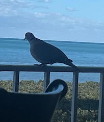 A visitor on the balcony