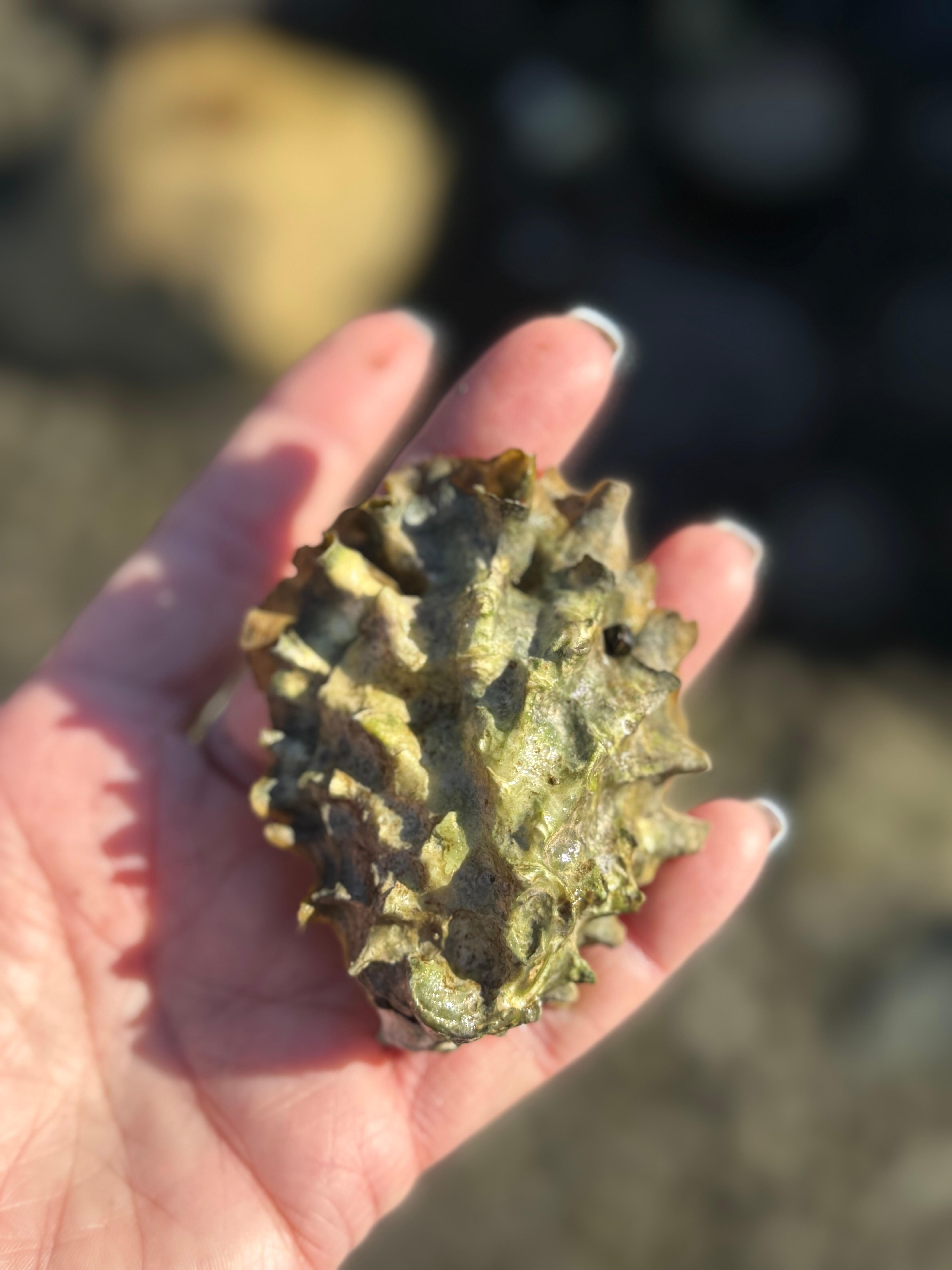 Tidal Flat Discoveries