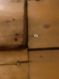 Hall floorboards loose and nails sticking up