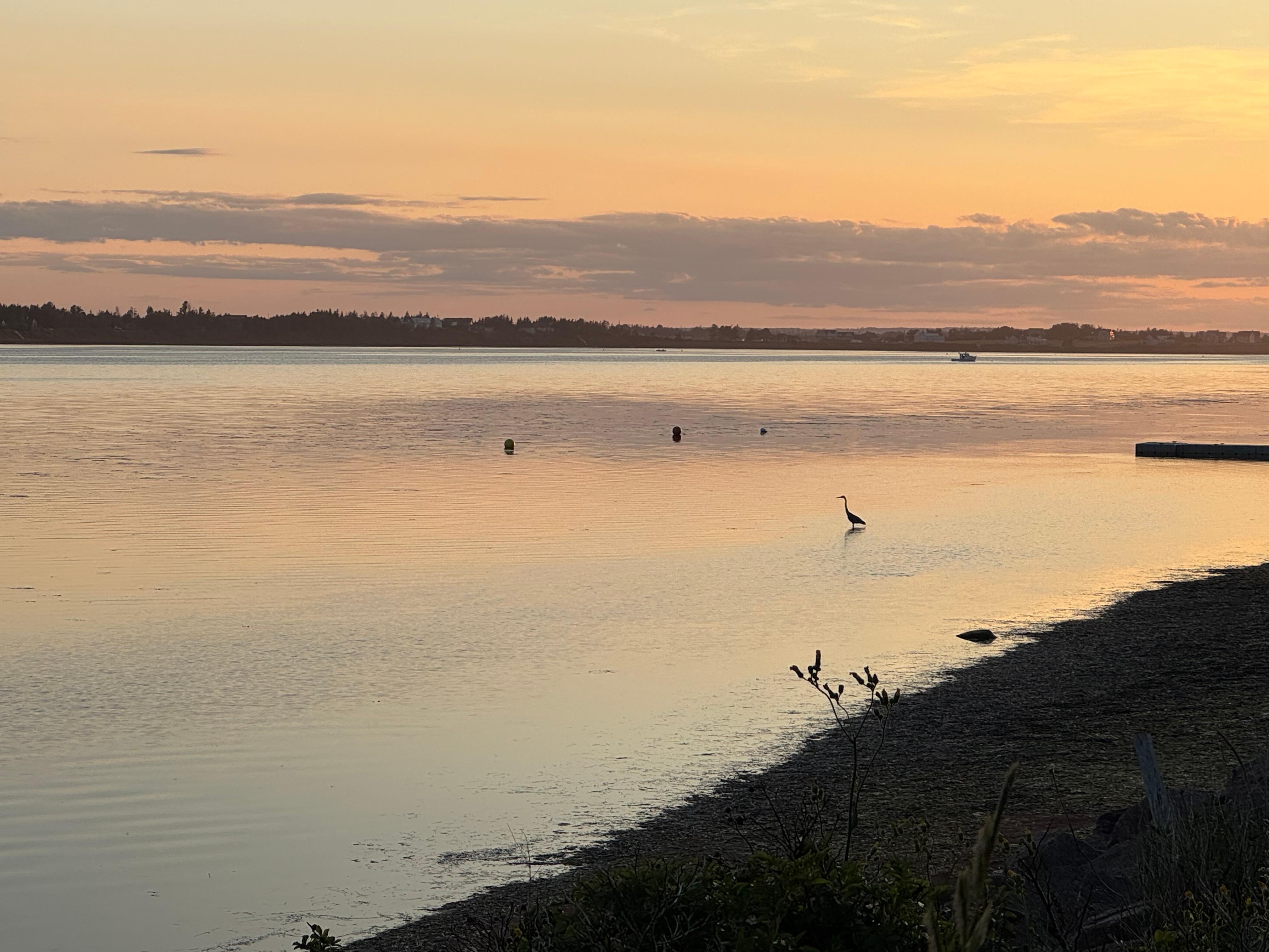 I saw so many Herons while walking on the bike path around the bay 5 minutes from the home.