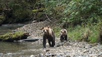 Homalco bear trip