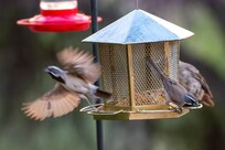 Black-throated Sparrow