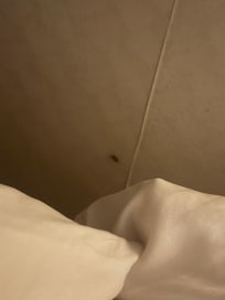 Bug No. 2