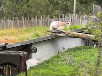 Goats on the Roof Market