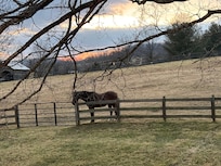 Jasper was so friendly