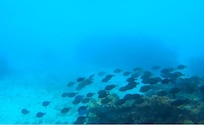 Schools of fish