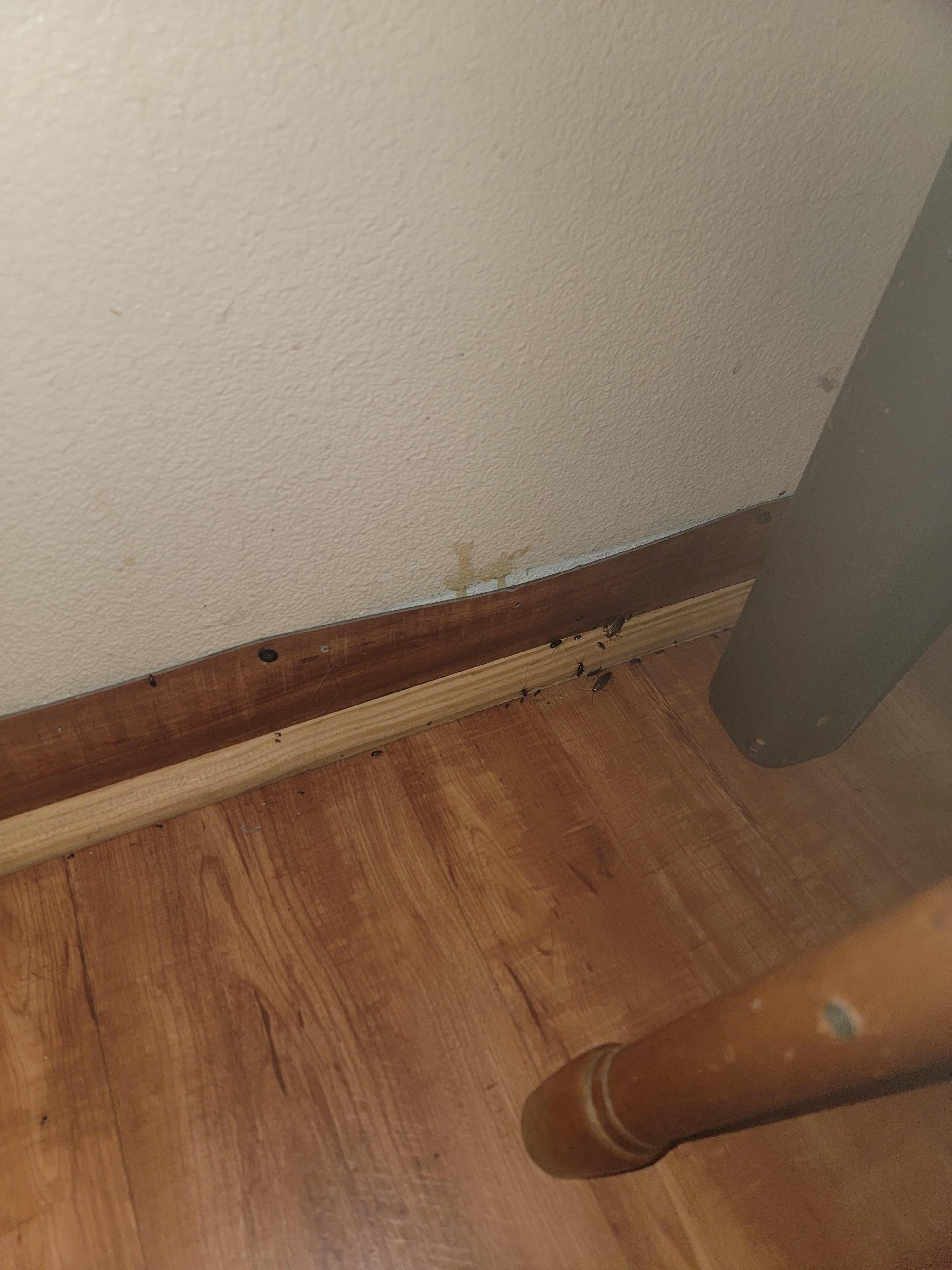 Roaches by the kitchen table