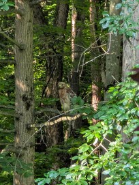 Can you spot the hawk? This is a great property for birdwatching!