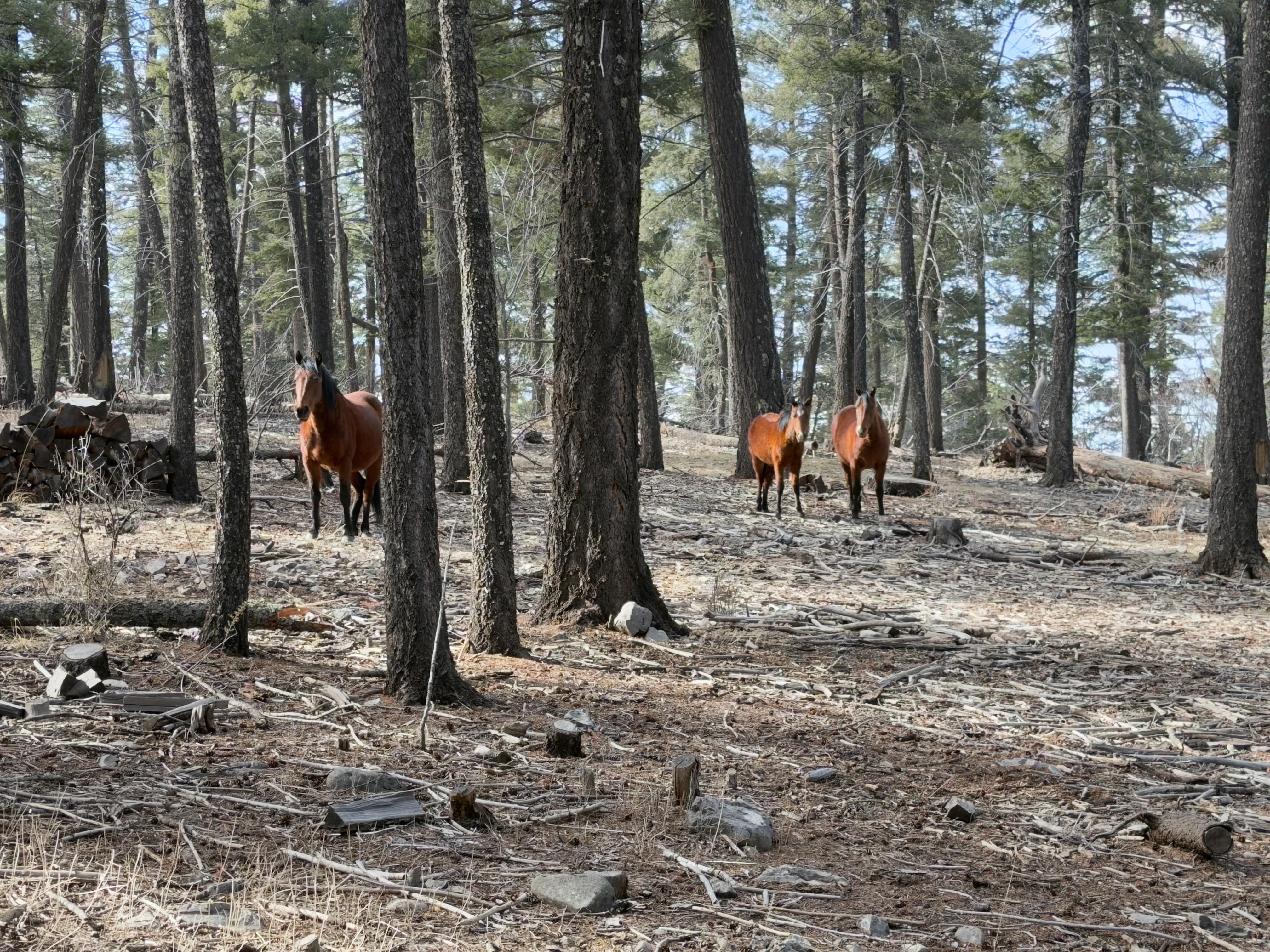 Ferrel horses came by the back deck.