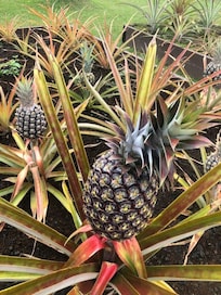 Pineapple