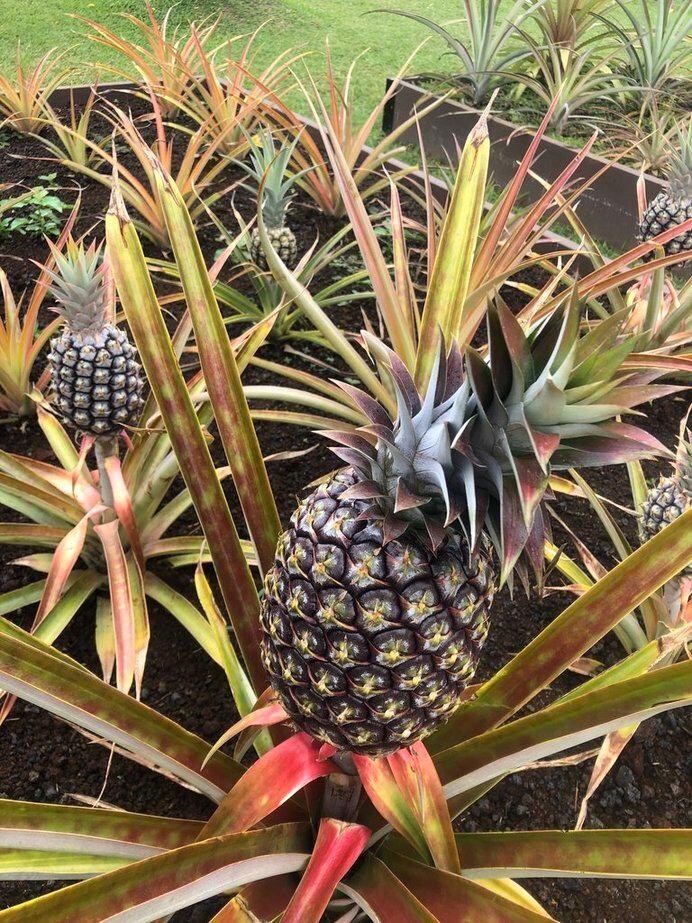 Pineapple