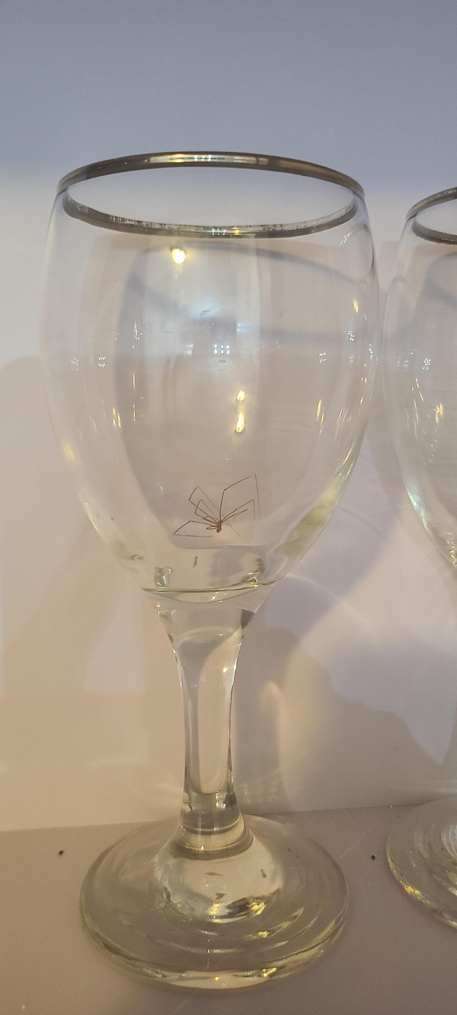  Dead Spider in glasses