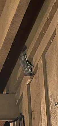 Southern Flying Squirrel