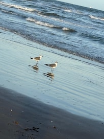 The beach across from the condo