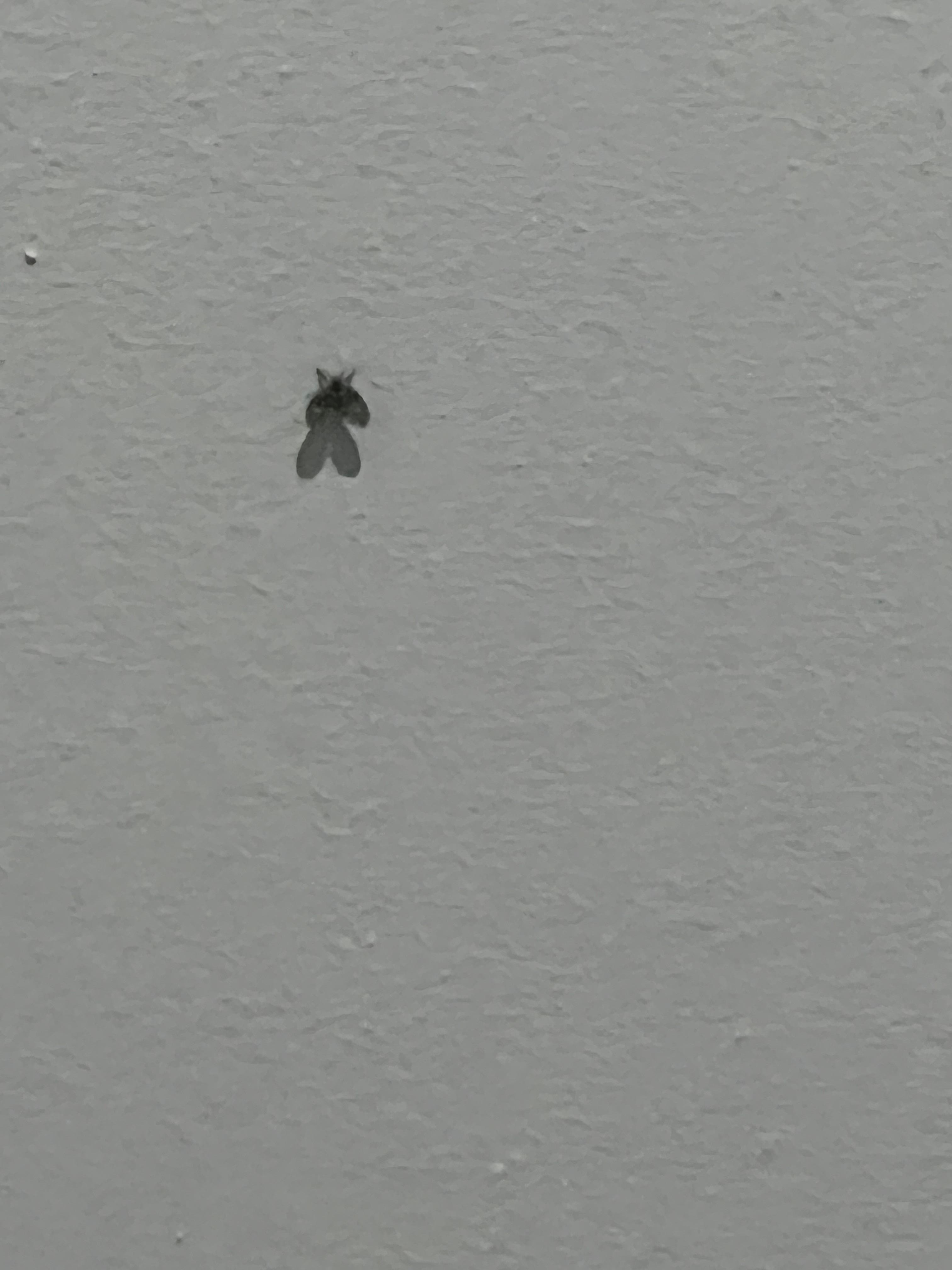 Flies