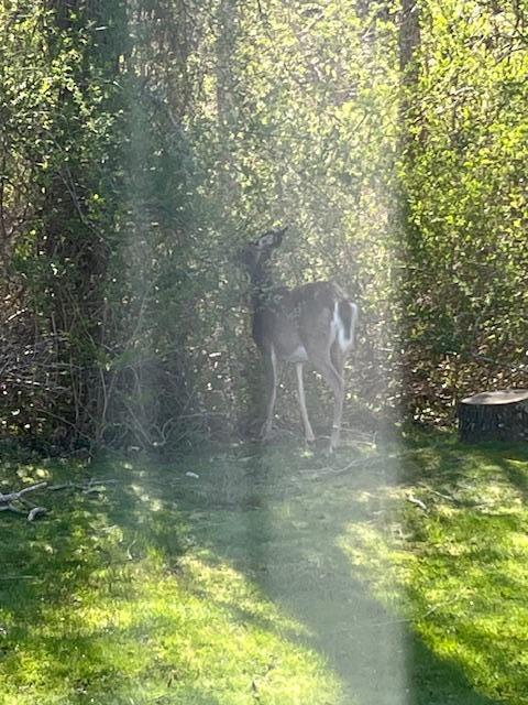 Our morning visitor!