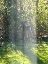 Our morning visitor!