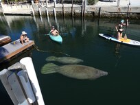 Manatees!!
