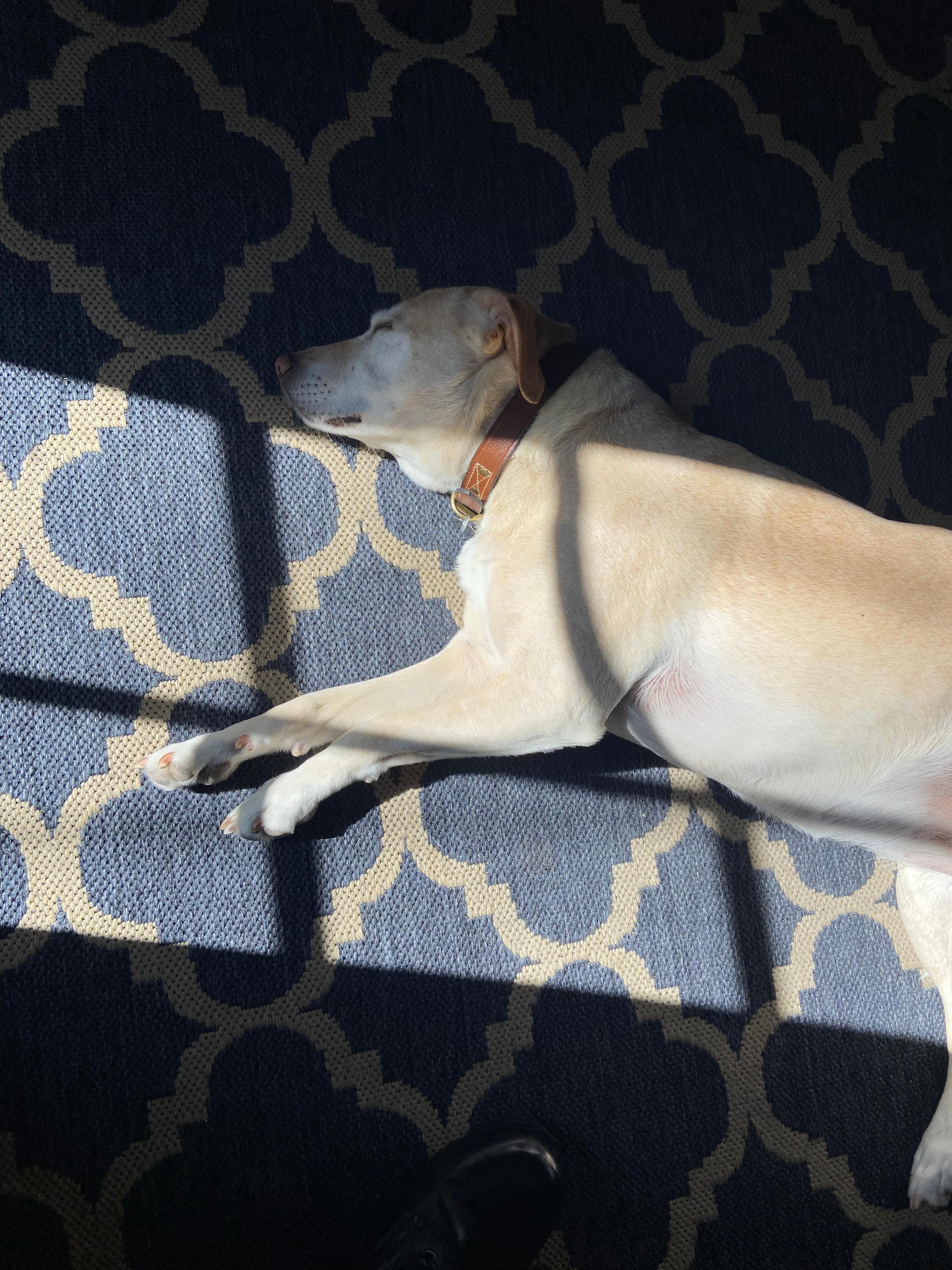 There was even a sunny spot for Sugar!  