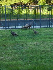 Turkey family behind hotel by pool area.
