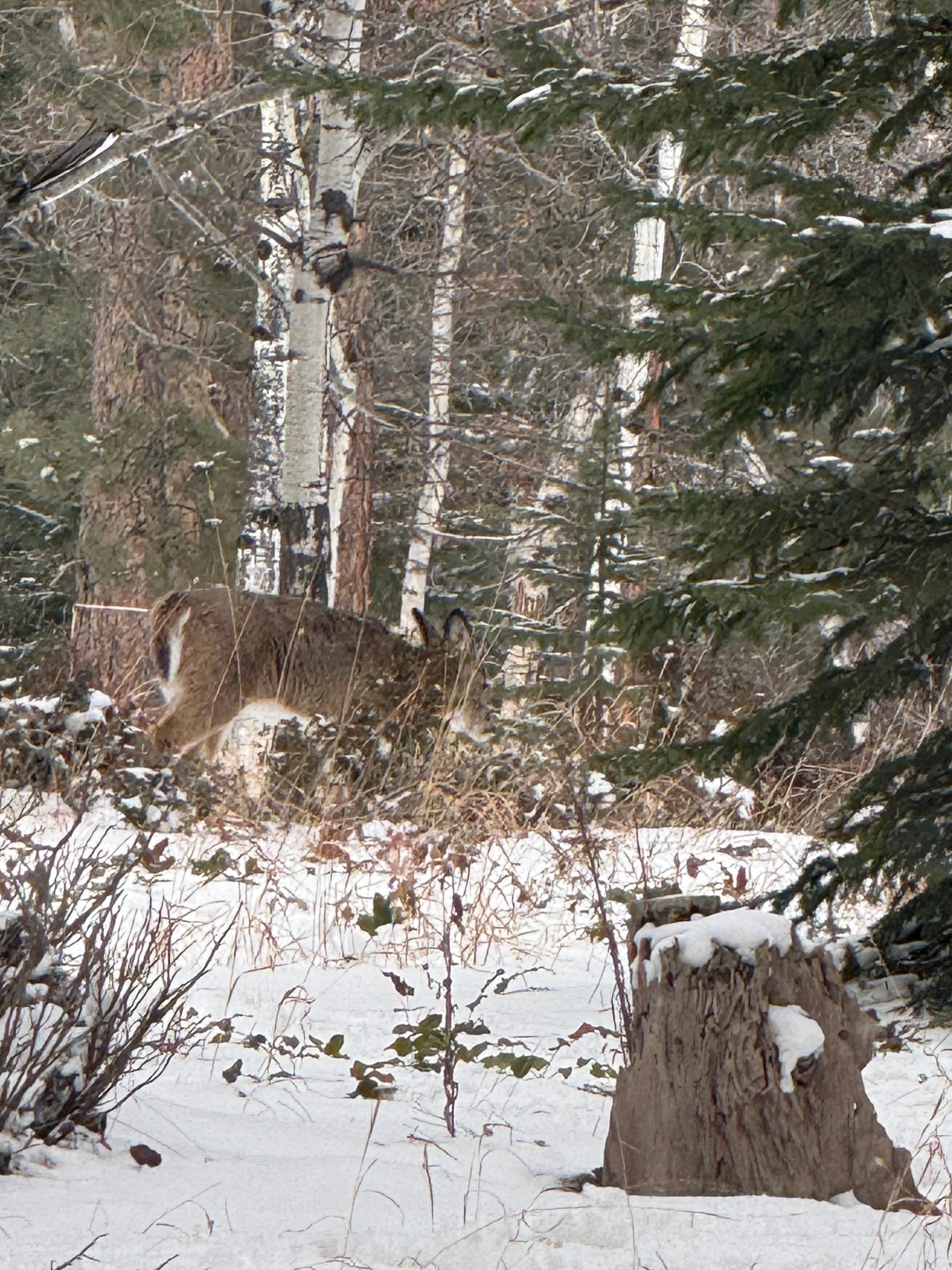 Picture taken from the great room