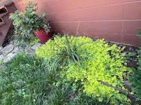 Some of the vegetation in the front yard.