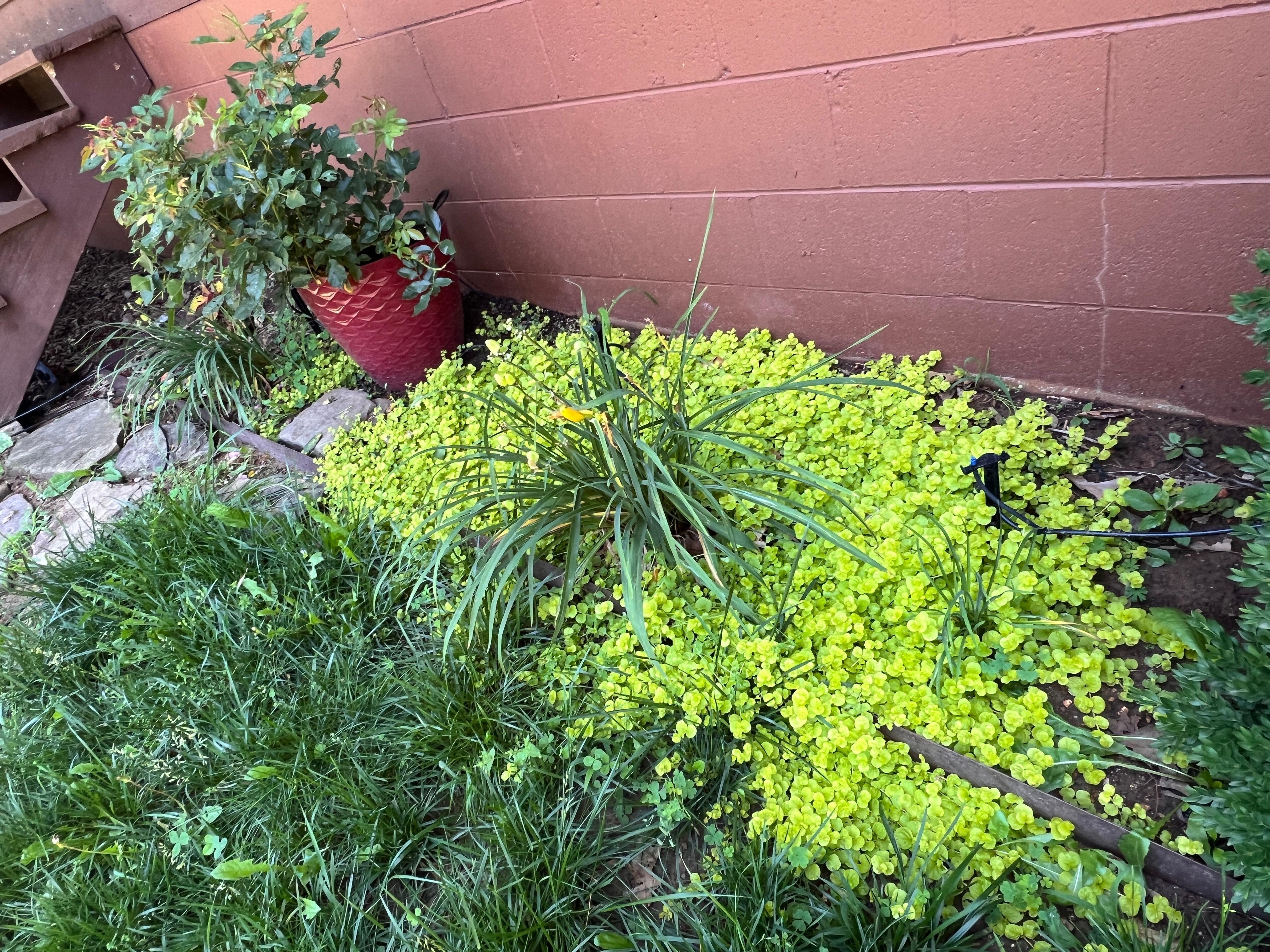 Some of the vegetation in the front yard. 