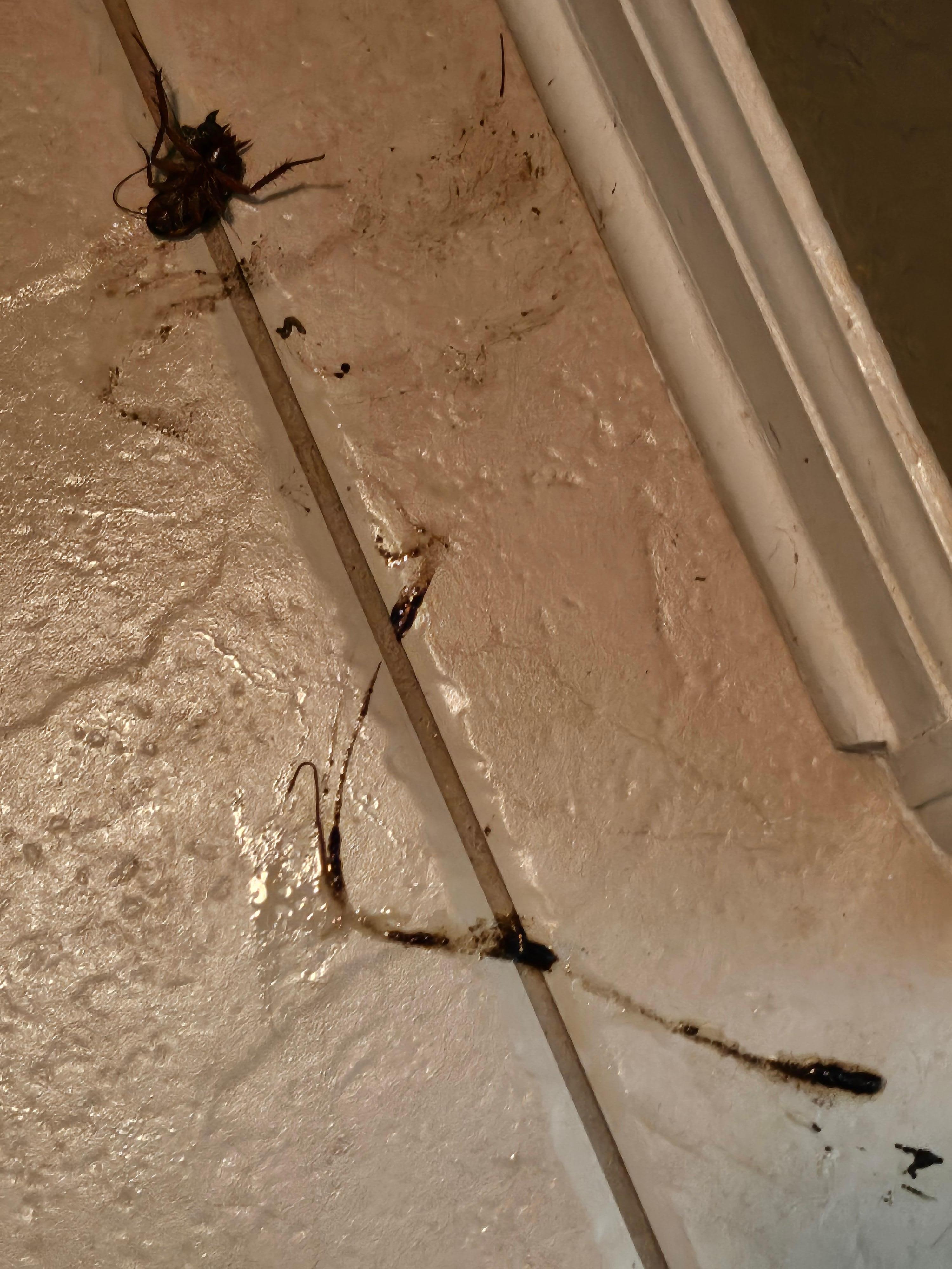 Water bugs I stepped on and smashed,  zoom in to see what I had to clean up!