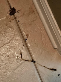 Water bugs I stepped on and smashed, zoom in to see what I had to clean up!