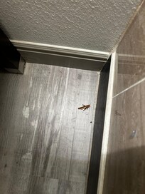 Dead bugs in bathroom