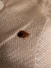 Bedbug on the bedspread