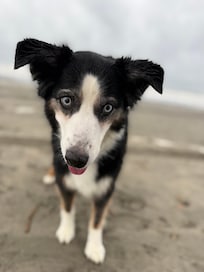 Our pup was in HEAVEN!