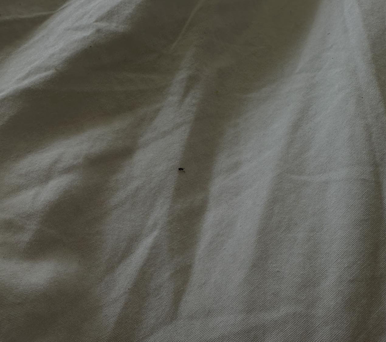 One of many ants found on the beds this morning 