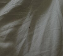 One of many ants found on the beds this morning