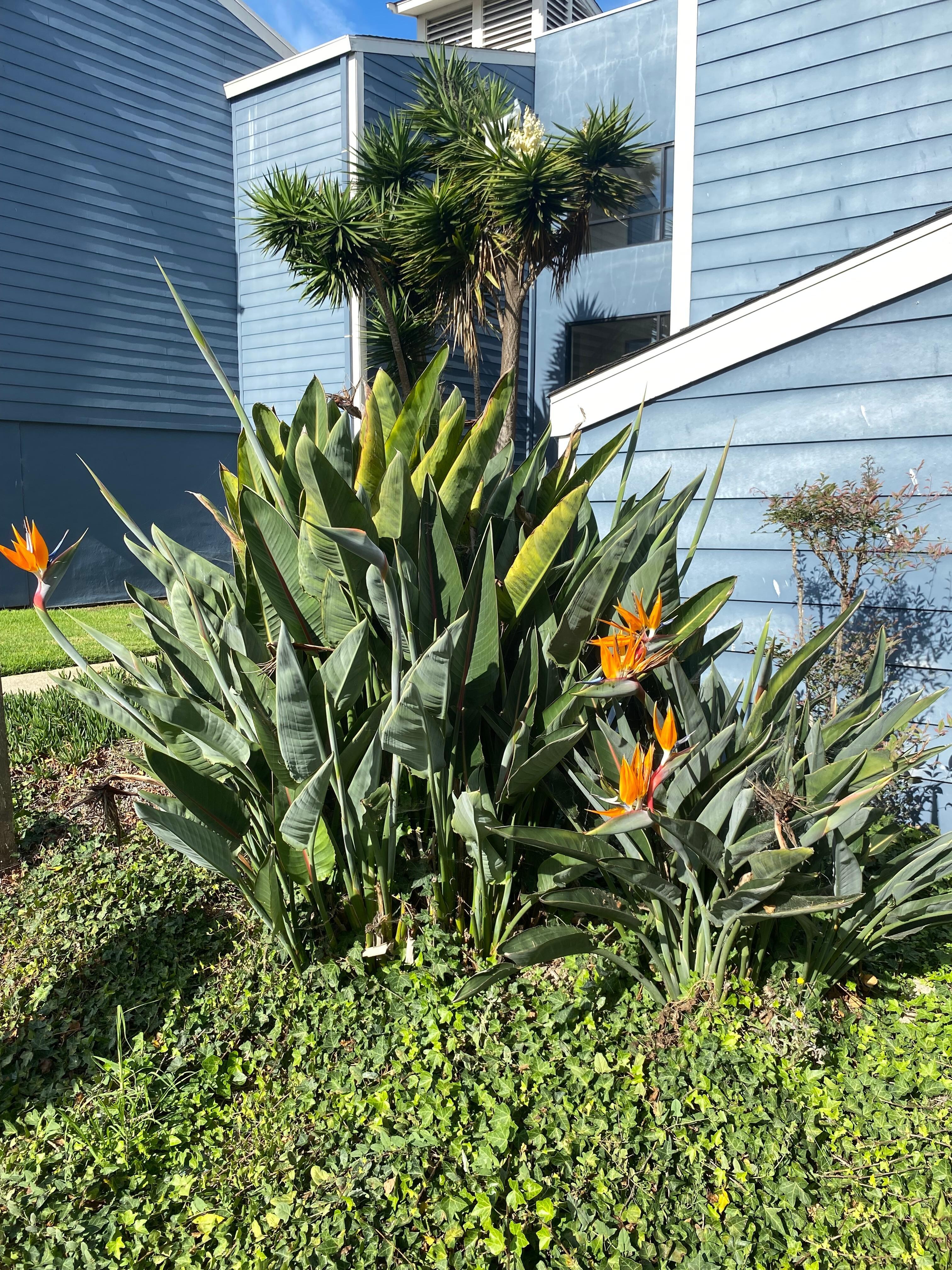 Birds of Paradise along the walkway 