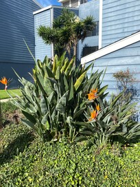 Birds of Paradise along the walkway