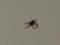 Picture of the first spider found.