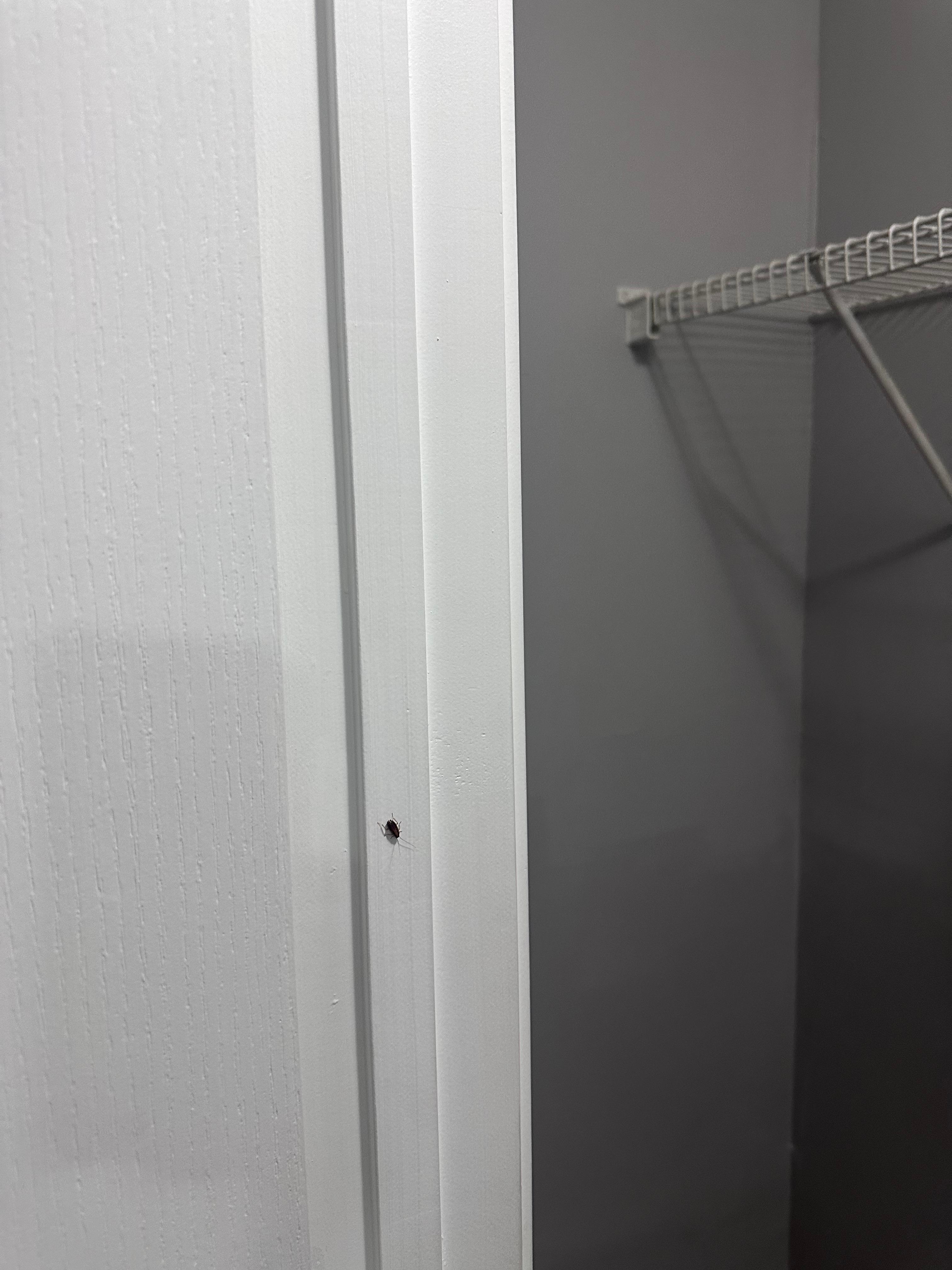 Roaches crawling on the wall and cracks of  door in bedroom