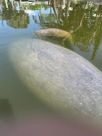 Family of manatee that visited the canal every day