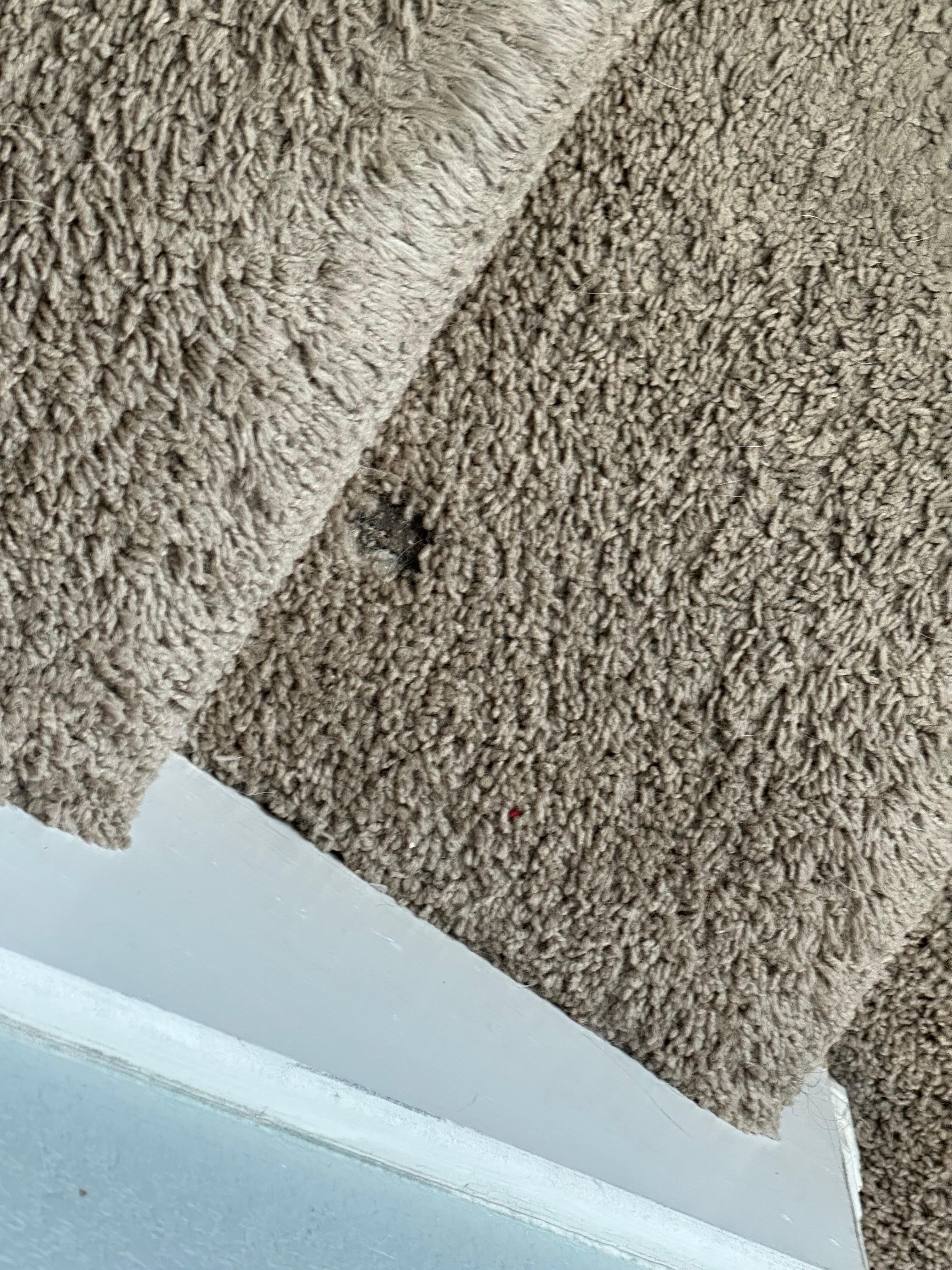 Carpet was really messed up and had dog hair all over it