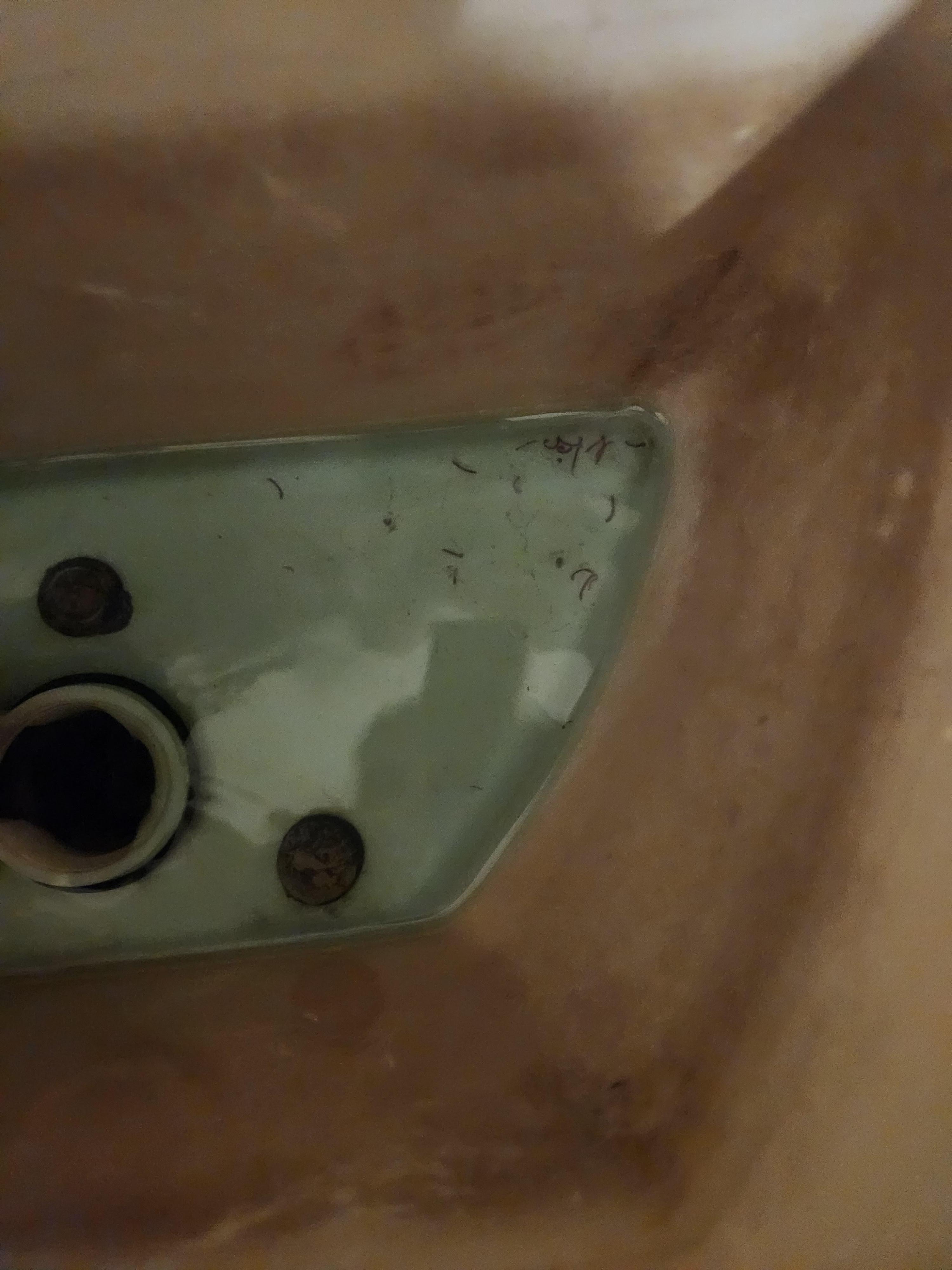 Blood worms in the toilet tank. 