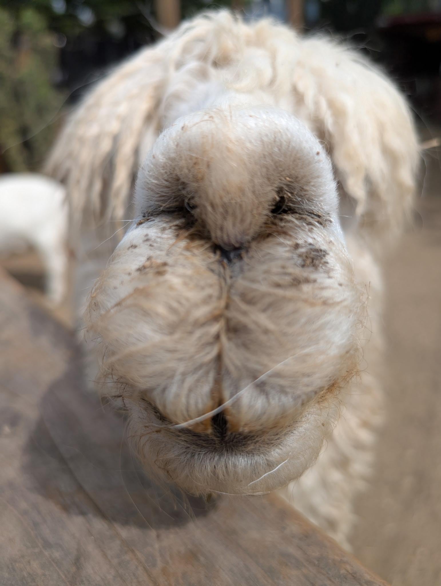 one of the sweetest neighbors you'll meet...