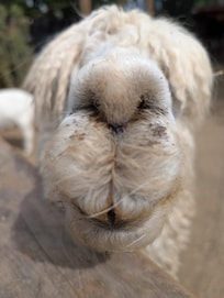 one of the sweetest neighbors you'll meet...