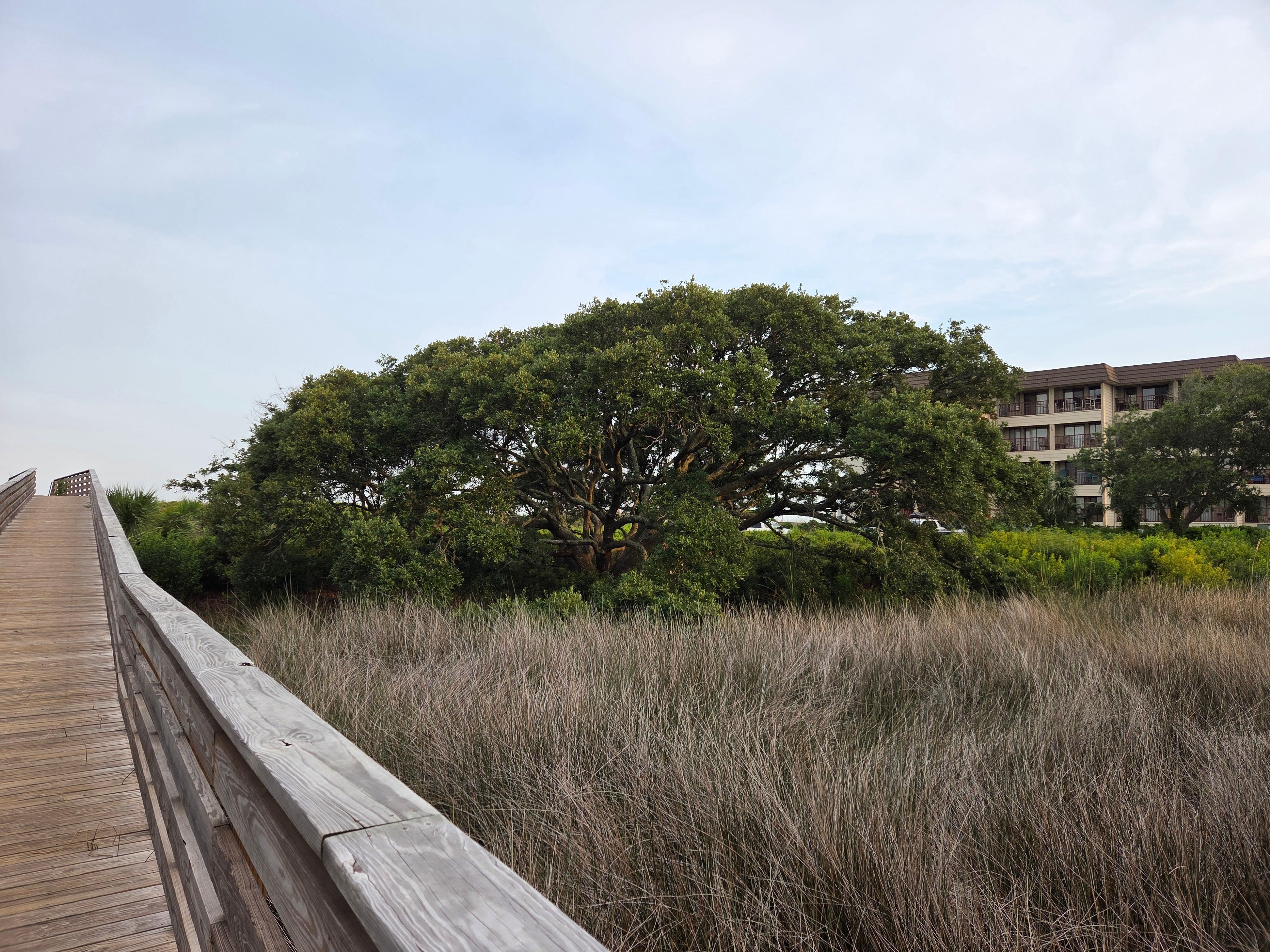 View from the boardwalk, we loved this tree.