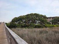 View from the boardwalk, we loved this tree.