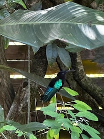 Notre compagnon de la journée