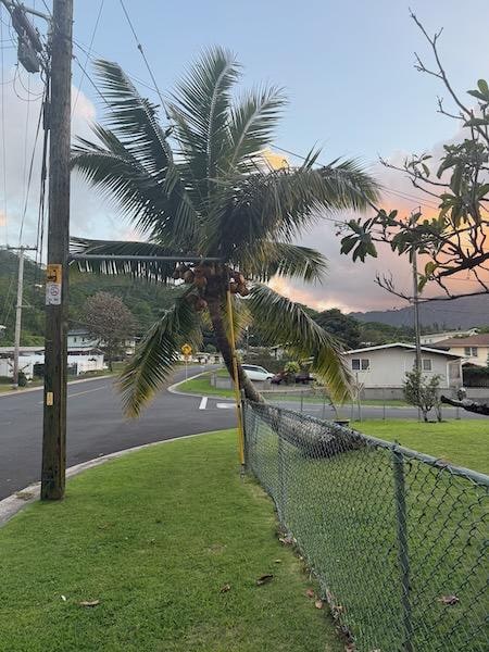 evening neighborhood walk
