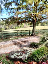 Open field beyond fence where deer gather in the mornings and evenings.