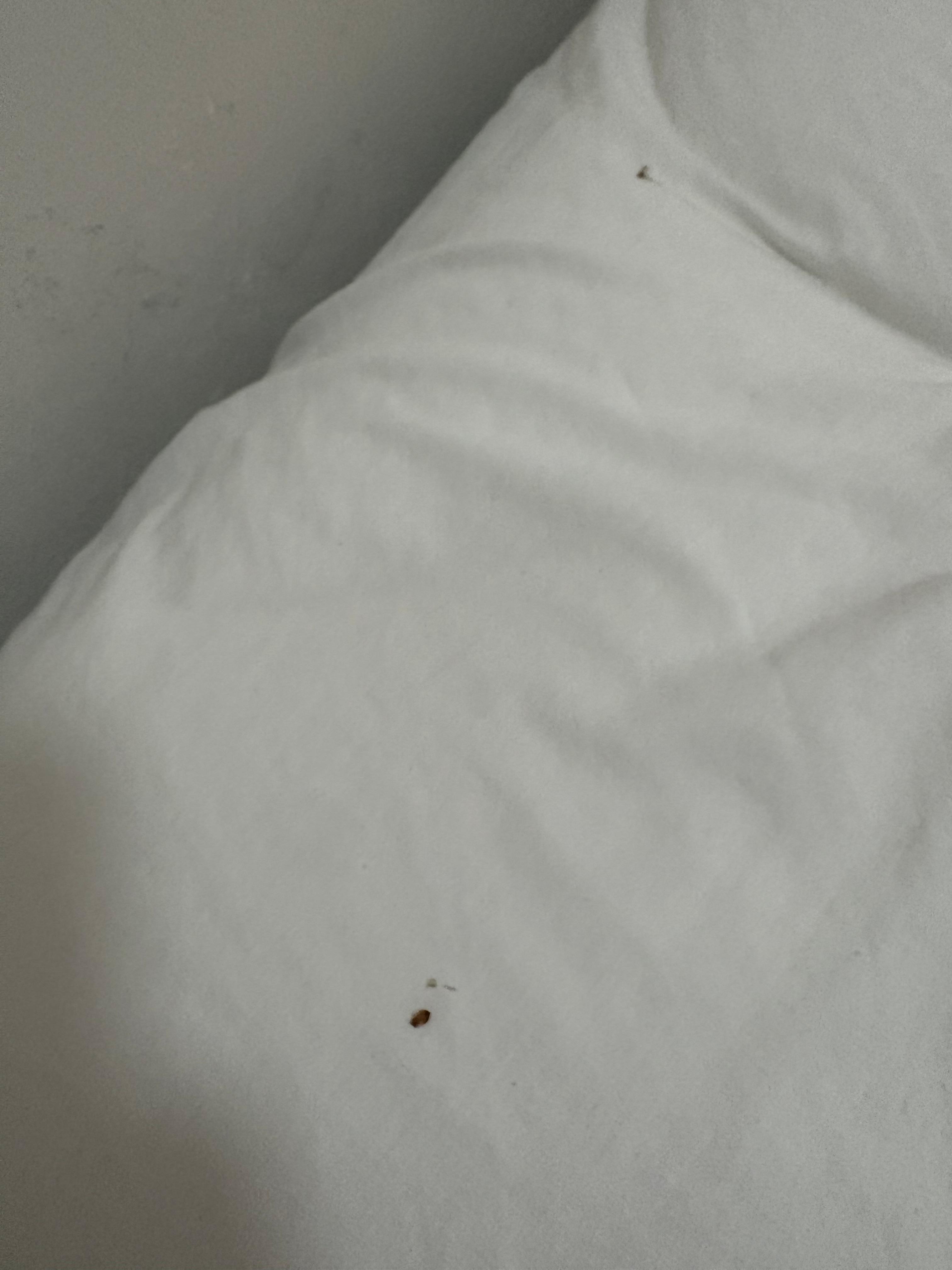 Bugs on bed…