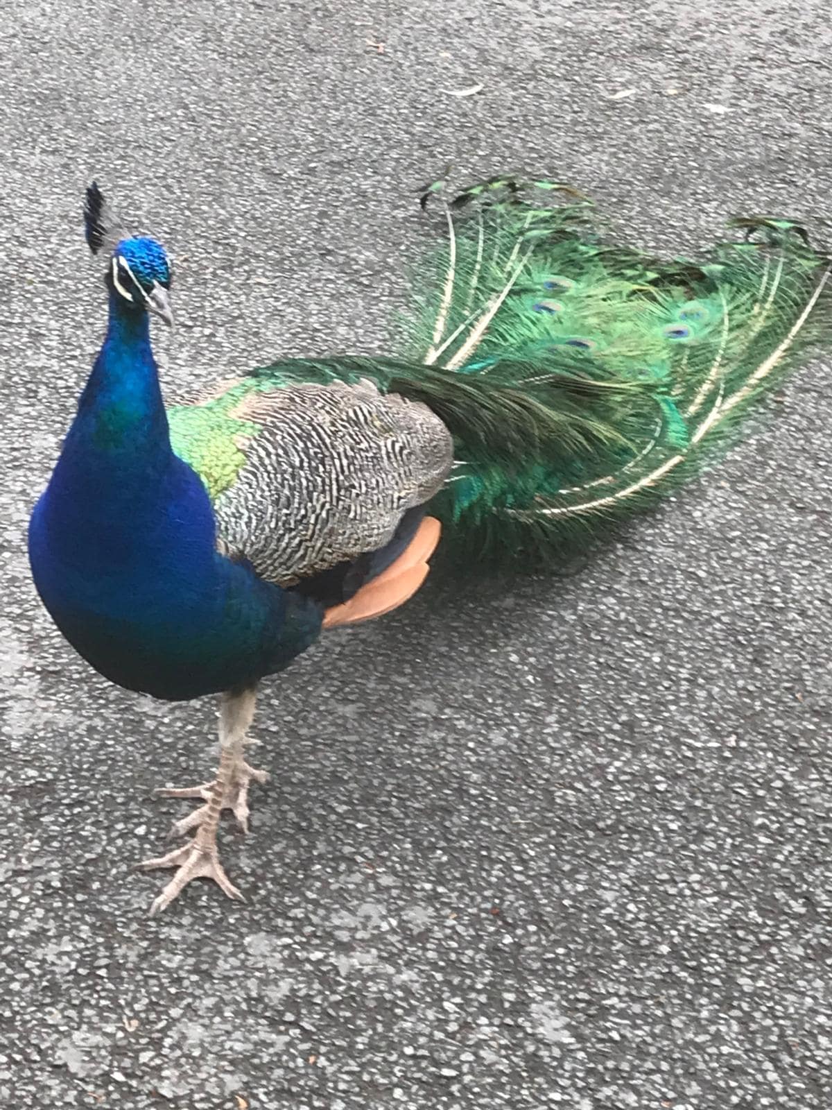 Local Permanent Resident of Ruthin Castle Hotel 